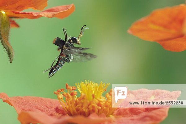 Nahaufnahme Malachit Käfer (Malachius Kreuzläufer) über Blume fliegen