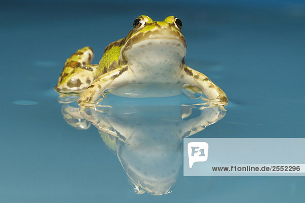 Close-up of Roesel's green frog (Rana esculenta) in water