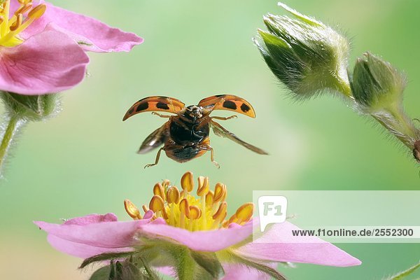 Nahaufnahme of Asian Lady Käfer (Harmonia Axyridis) über Blume fliegen