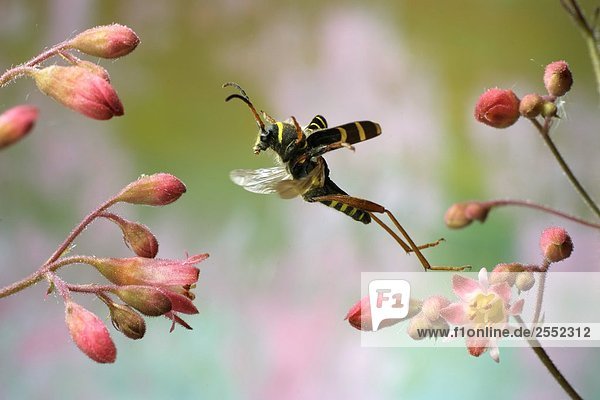 Nahaufnahme der Wasp Käfer (Echter Widderbock) über Blume fliegen
