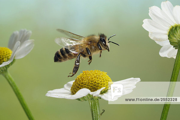 Nahaufnahme der afrikanischen Honigbiene (Apis Mellifera Scutellata) über Blume fliegen