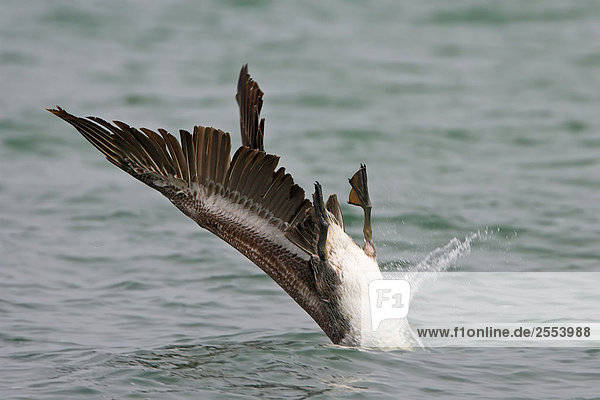 Nahaufnahme des Brown Pelican (Pelecanus Okzident) in Wasser tauchen