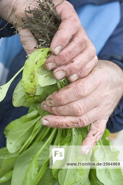 Schmutzige Hände halten frische Spinatpflanzen