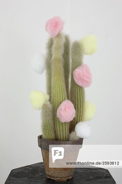 Eine Kaktuspflanze mit mehrfarbigen Wattebällchen.