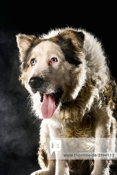 Mixed-Breed Schäferhund  Portrait