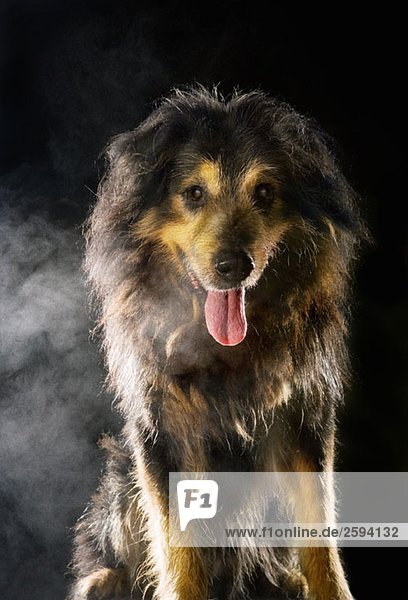 Mixed-Breed Schäferhund  Portrait