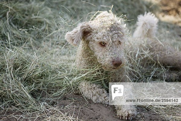Ein spanischer Wasserhund im Liegen  bedeckt mit Gras.