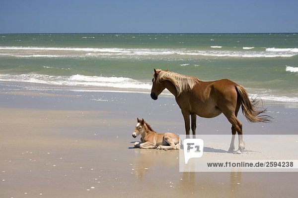 A wild Banker Pony mare and her foal  Outer Banks  North Carolina