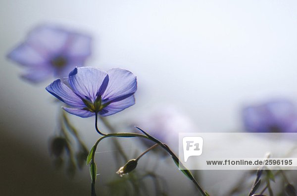 Blau Blumen im Morgenlicht