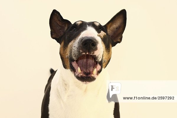 Nahaufnahme-Bull Terrier barking dog