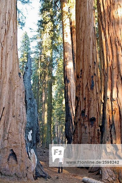 Woman looking at Sequoia trees  Sequoia National Park  California  USA