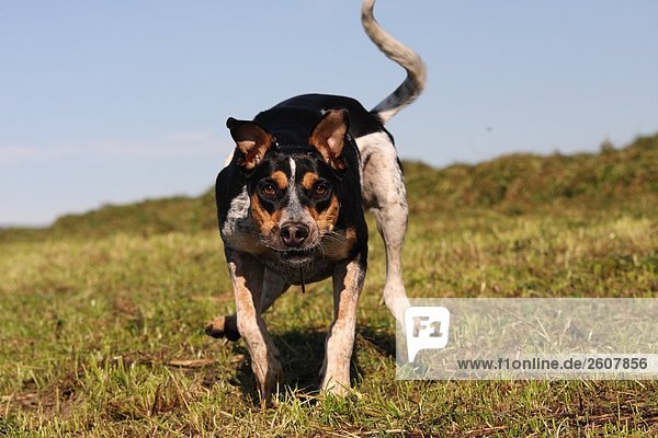 Nahaufnahme des spanischen Podenco Hund im Feld ausgeführt