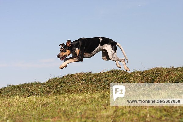 Spanisch Podenco Hund springt über Heap Grashalm in Feld