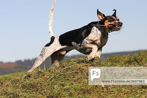 Spanisch Podenco Hund im Feld ausgeführt