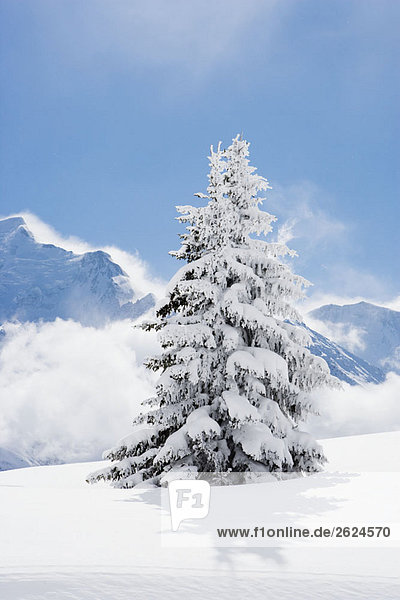 Mit Neuschnee bedeckter Tannenbaum