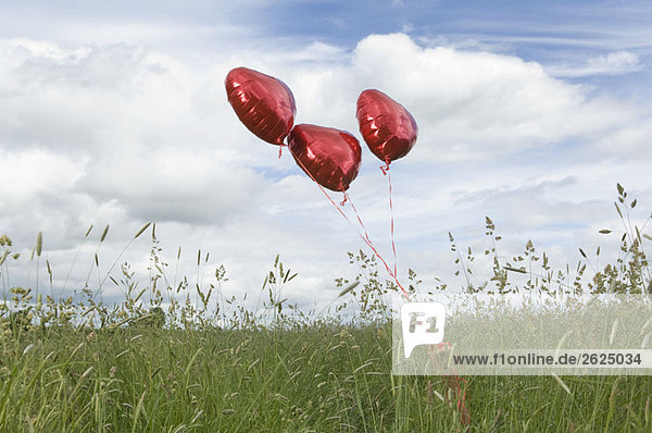 Herzballons im Feld