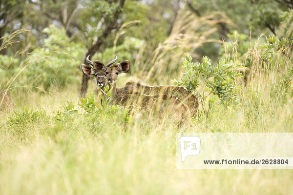 Africa  Cape Town  Kudu (Tragelaphus strepsiceros)