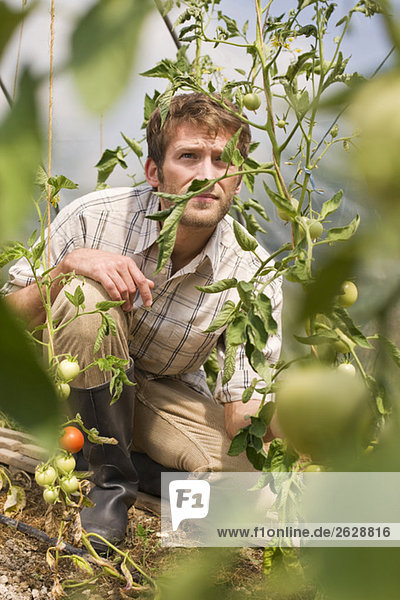 Mann im Gewächshaus kniend bei Tomatenpflanze