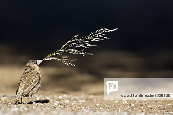 Afrika  Namibia  Gesellschaftsweber (Philetairus socius) mit Gras im Schnabel zum Nestbau