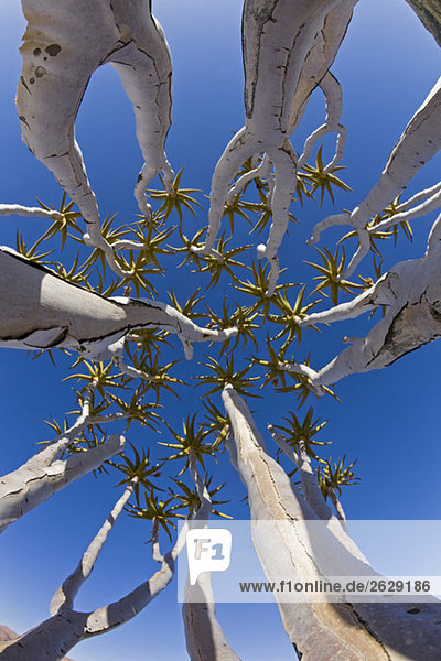 Afrika  Namibia  Röhrenbäume (Aloe dichotoma)  Tiefblick