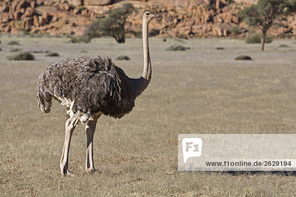 Afrika Namibia Strauß (Struthio camelus) Nahaufnahme