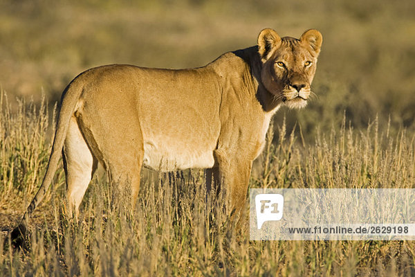 Africa Namibia Kalahari Lioness (Panthera leo) in grass watching