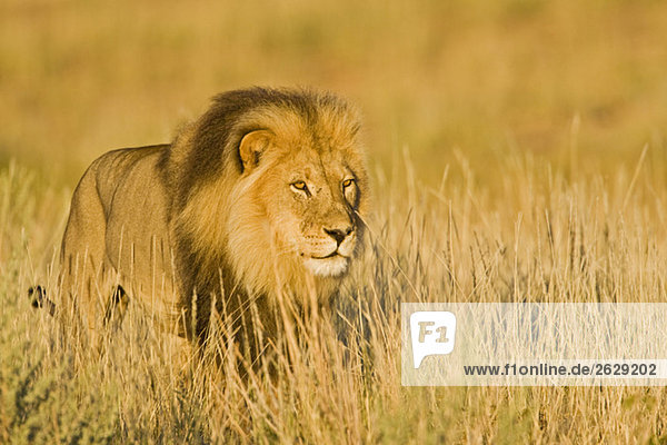 Afrika  Namibia  Löwe (Panthera leo) im Gras