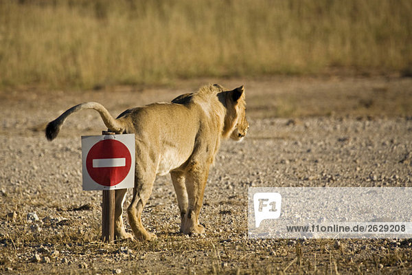 Afrika  Namibia  Kalahari  Löwin (Panthera leo)  Rückansicht
