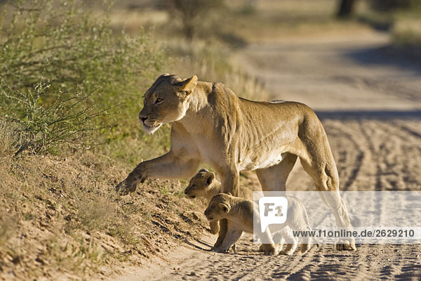Afrika  Namibia  Löwin (Panthera leo) mit Jungen