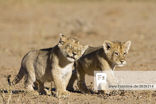 Africa Namibia African Lion cubs (Panthera Leo)