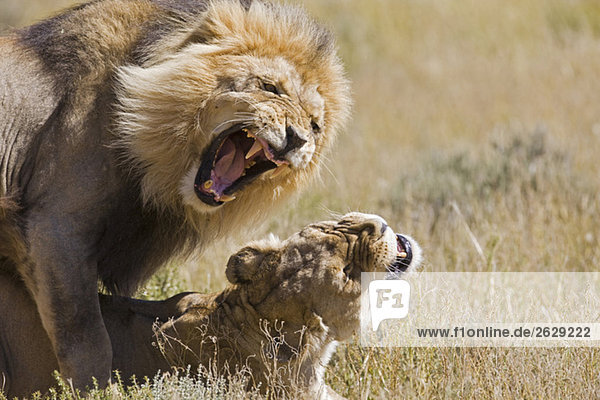 Afrika Namibia Löwe und Löwin (Panthera leo) Paarung Nahaufnahme