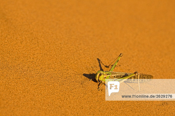 Afrika Namibia Namib Dessert Grashüpfer Hochansicht