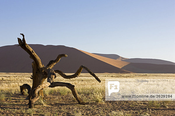 Afrika  Namibia  Namib Wüste  Toter Zweig