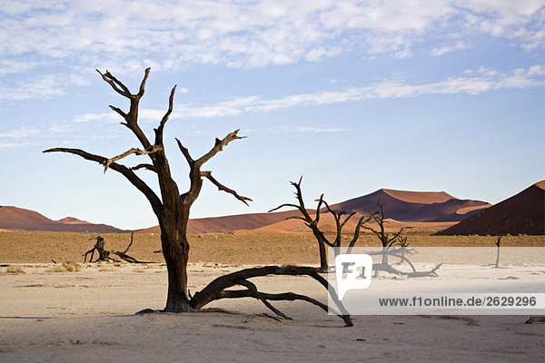 Afrika  Namibia  Deadvlei  Nackte Bäume in der Wüste