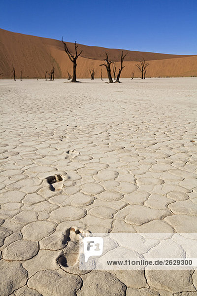 Afrika  Namibia  Deadvlei  Fußabdrücke