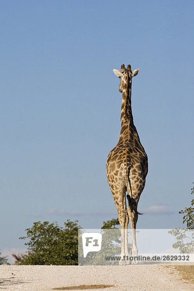 Afrika  Namibia  Etosha Nationalpark  Masai Giraffe (Giraffa camelopardalis tippelskirchi) zu Fuß  Rückansicht