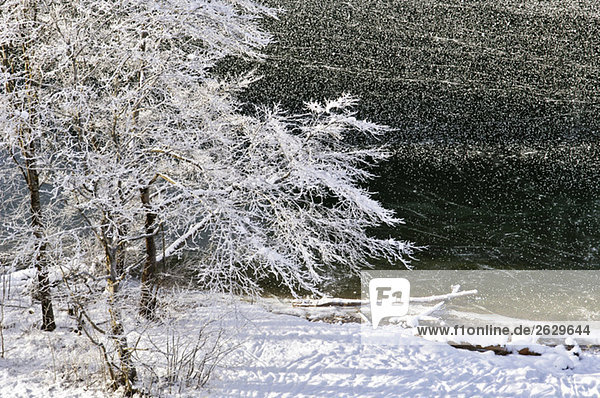 Germany  Bavaria  Frozen lake  snow-covered trees