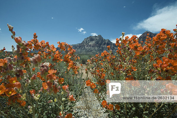 Desert landscape  colorful flowers in foreground  mountain in background