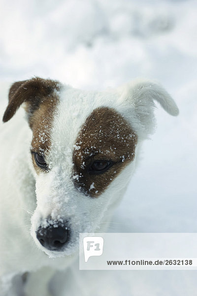 Jack Russell terrier standing in snow  looking away