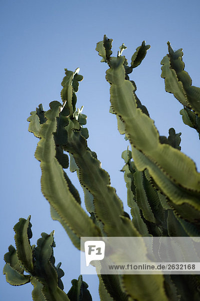 Euphorbia Kaktus  Blickwinkel niedrig