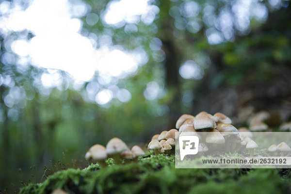 Cluster of mushrooms on the forest floor