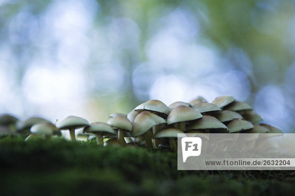 Large cluster of mushrooms growing on moss  selective focus