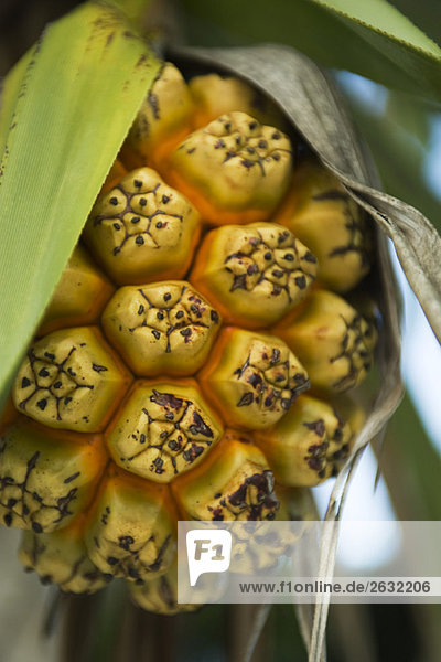 Ripening hala fruit (pandanus tectorius)  close-up