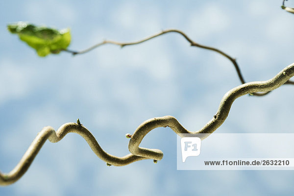 Gnarled Zweig mit kleinen Blütenknospen  Nahaufnahme