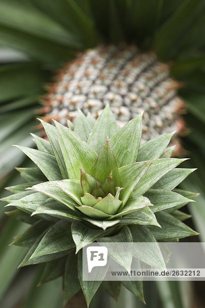 Pineapple  focus on crown