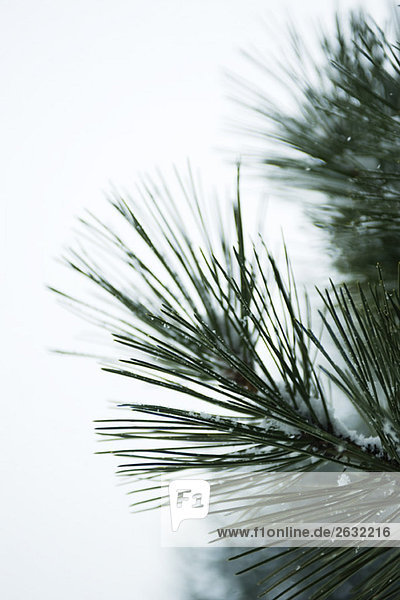 Pine needles lightly dusted with snow  close-up