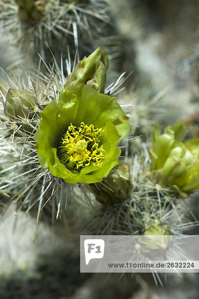 Flowering Silver Cholla cactus (opuntia echinocarpa)  close-up