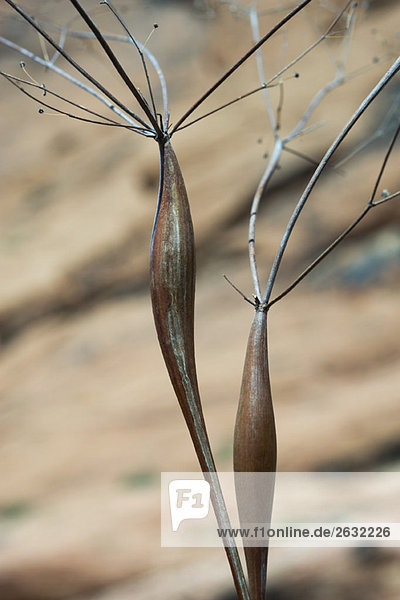 Desert trumpet plant  close-up
