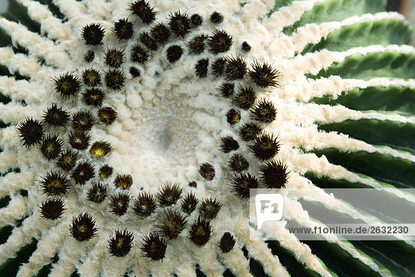 Extreme close-up of golden barrel cactus  overhead view