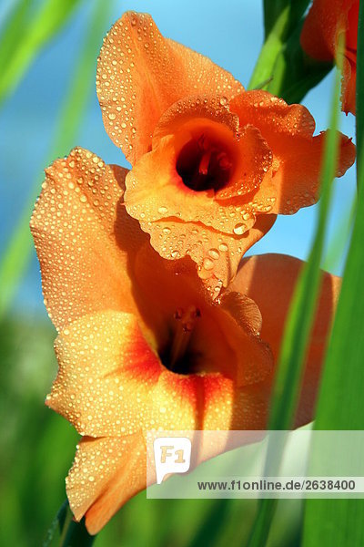 Blumen